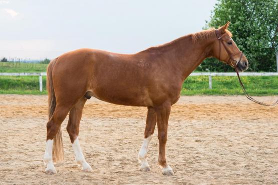 Zprostředkování nákupu koní