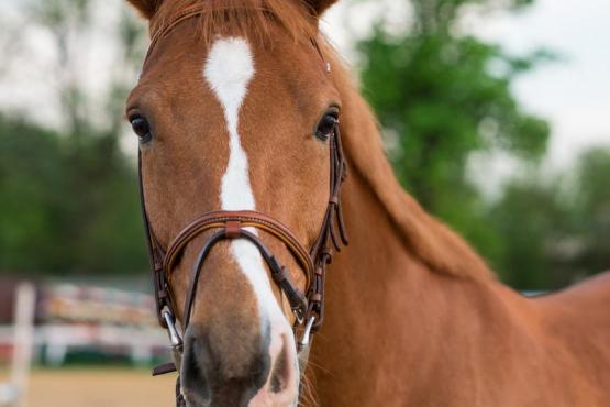 Zprostředkování nákupu koní