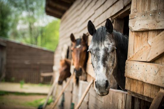 Ustájení koní