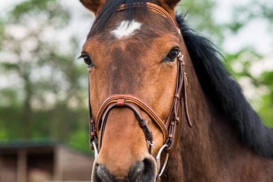 Zprostředkování nákupu koní