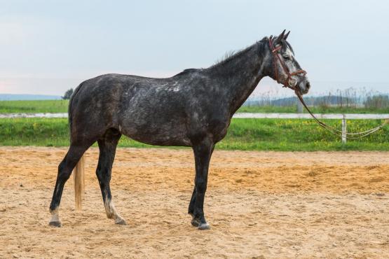 Zprostředkování nákupu koní