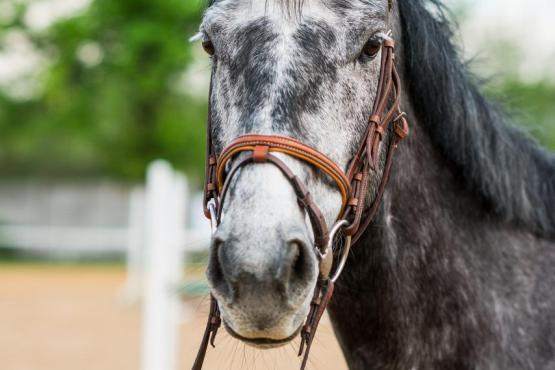 Zprostředkování nákupu koní