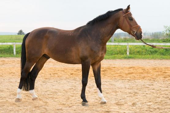 Zprostředkování nákupu koní