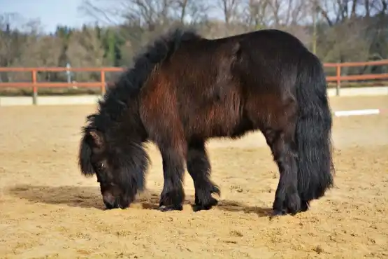 JS Kočík