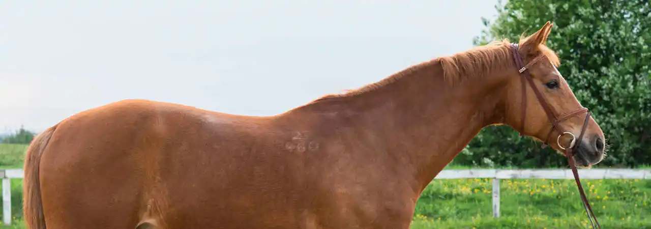 JS Kočík